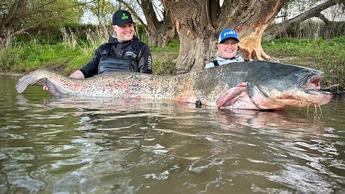 Tweelingbroers vangen grootste meerval ooit in Nederlands-Limburg: “Ze